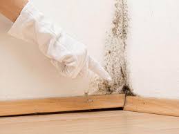 Professional Mold Removal Services in Tarrytown, NY